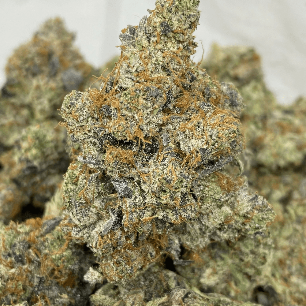 BLACK TUNA (MEGA GAS) BLACK TUNA (MEGA GAS)