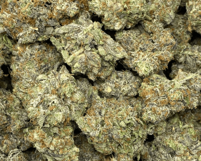 BLACK TUNA (MEGA GAS)