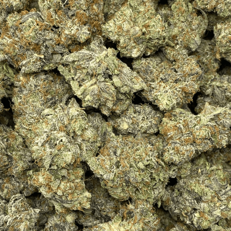 BLACK TUNA (MEGA GAS)