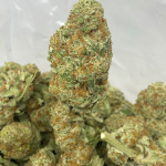 CITRUS FIELDS (SATIVA)