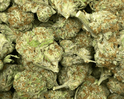 CITRUS FIELDS (SATIVA)