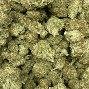 CITRUS FIELDS (SATIVA)