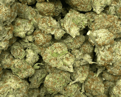 CITRUS FIELDS (SATIVA)