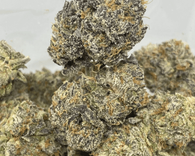 GOOEY GELATO LSO(EXOTICS)