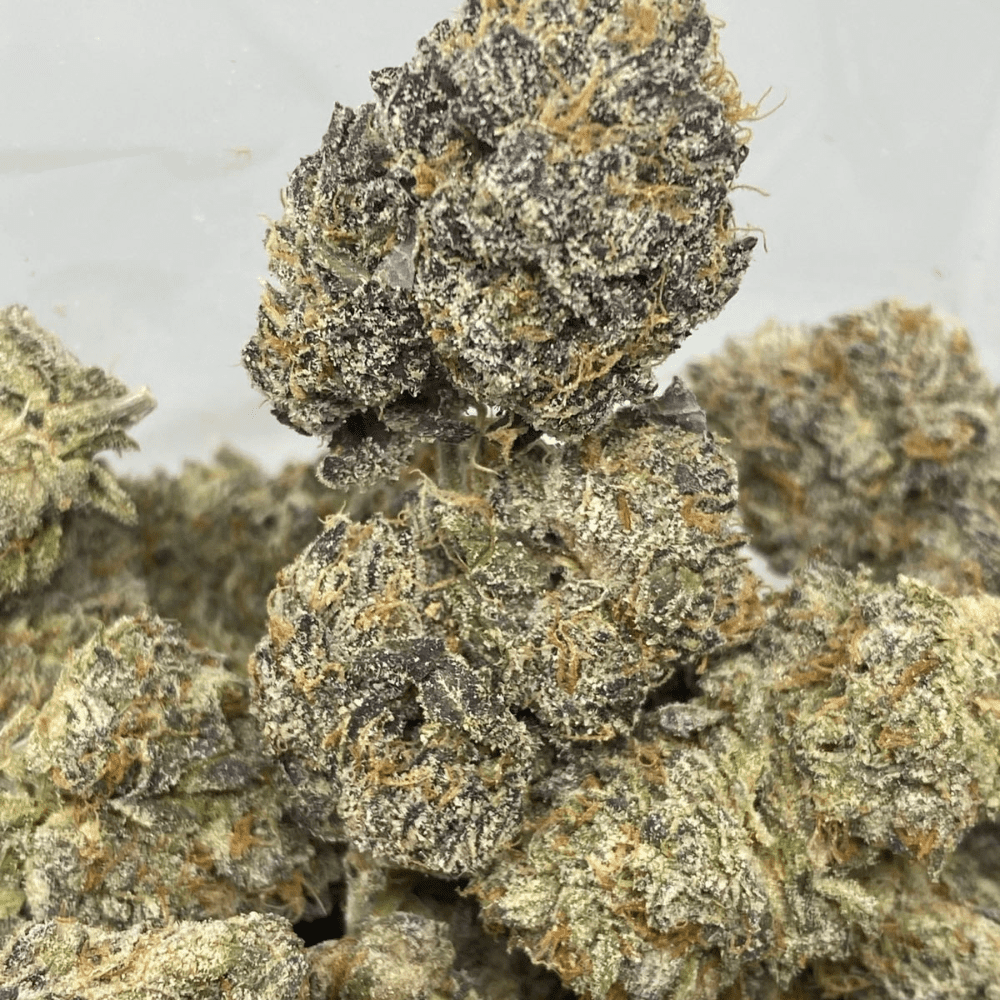 Gooey Gelato (2) GOOEY GELATO LSO(EXOTICS)