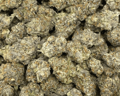 GOOEY GELATO LSO (EXOTIC) - Image 3