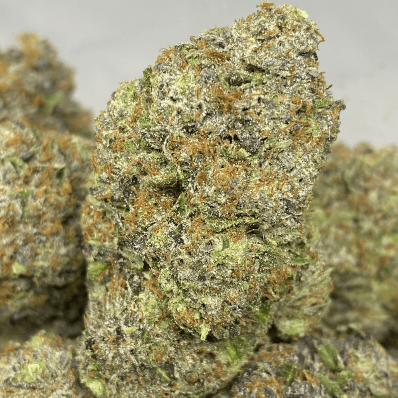 PINK GARGOYLE (MEGA GAS)