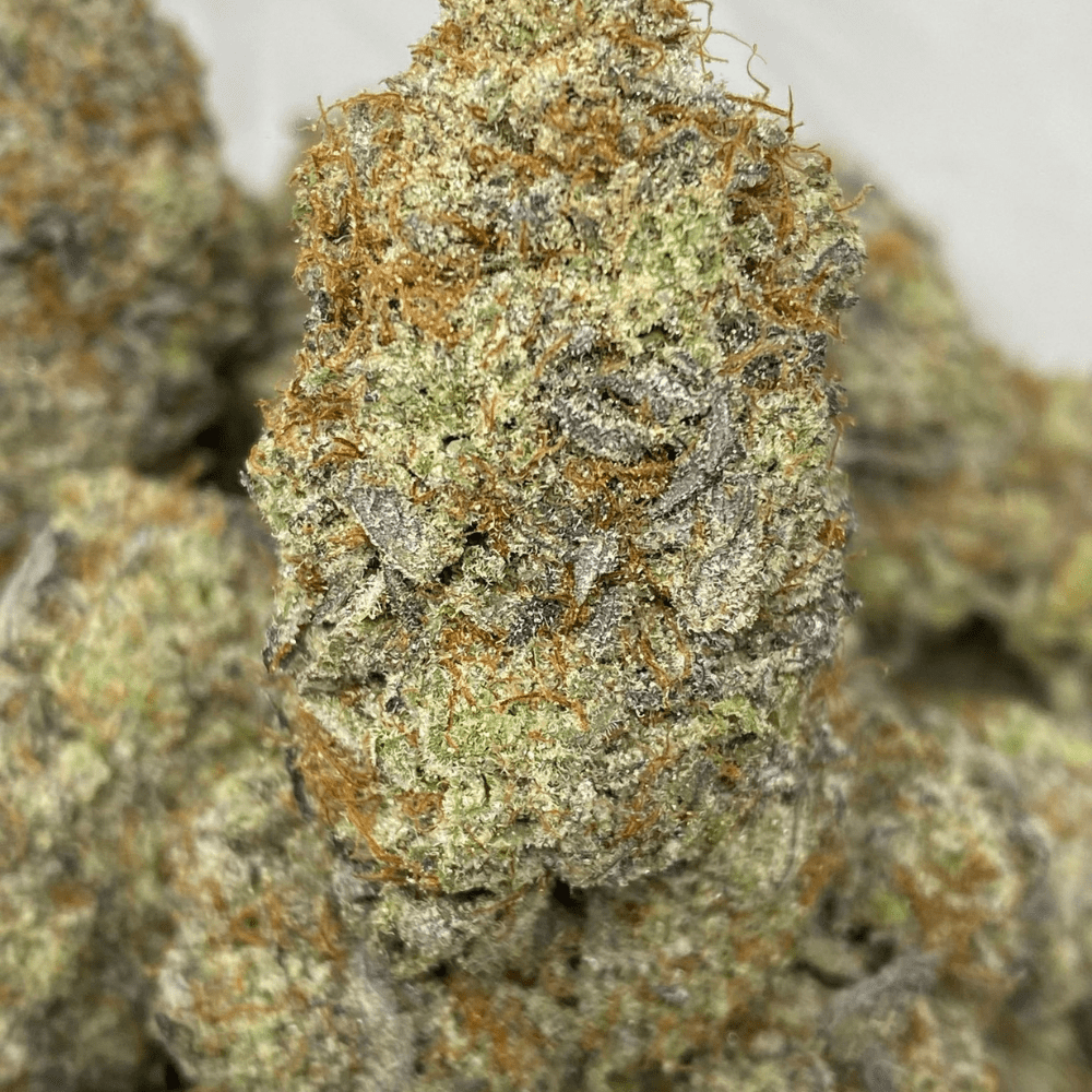 PLATINUM DANK (EXOTICS) PLATINUM DANK (EXOTICS)