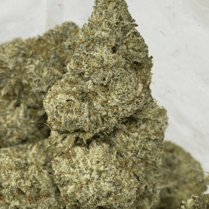 SPACE MONKEY (EXOTICS)