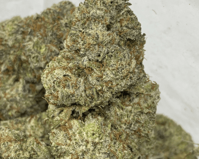 SPACE MONKEY (EXOTICS)