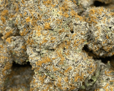 Wizard x Ice Cream Cake LSO (EXOTIC)