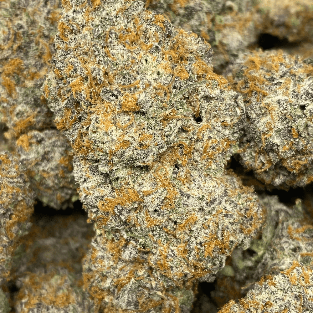 Wizard x Ice Cream Cake LSO (EXOTIC)