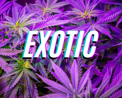 Exotics