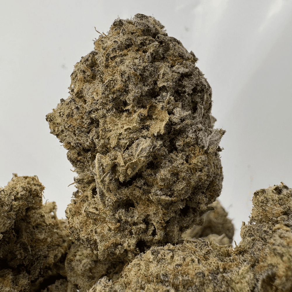 FUNKY MONKEY (BIGS) (TRIP EXOTICS)