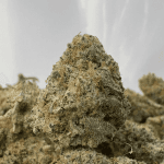 FUNKY MONKEY (SMALLS) (TRIP EXOTICS)