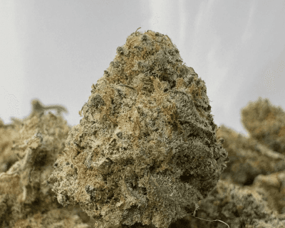 FUNKY MONKEY (SMALLS) (TRIP EXOTICS)