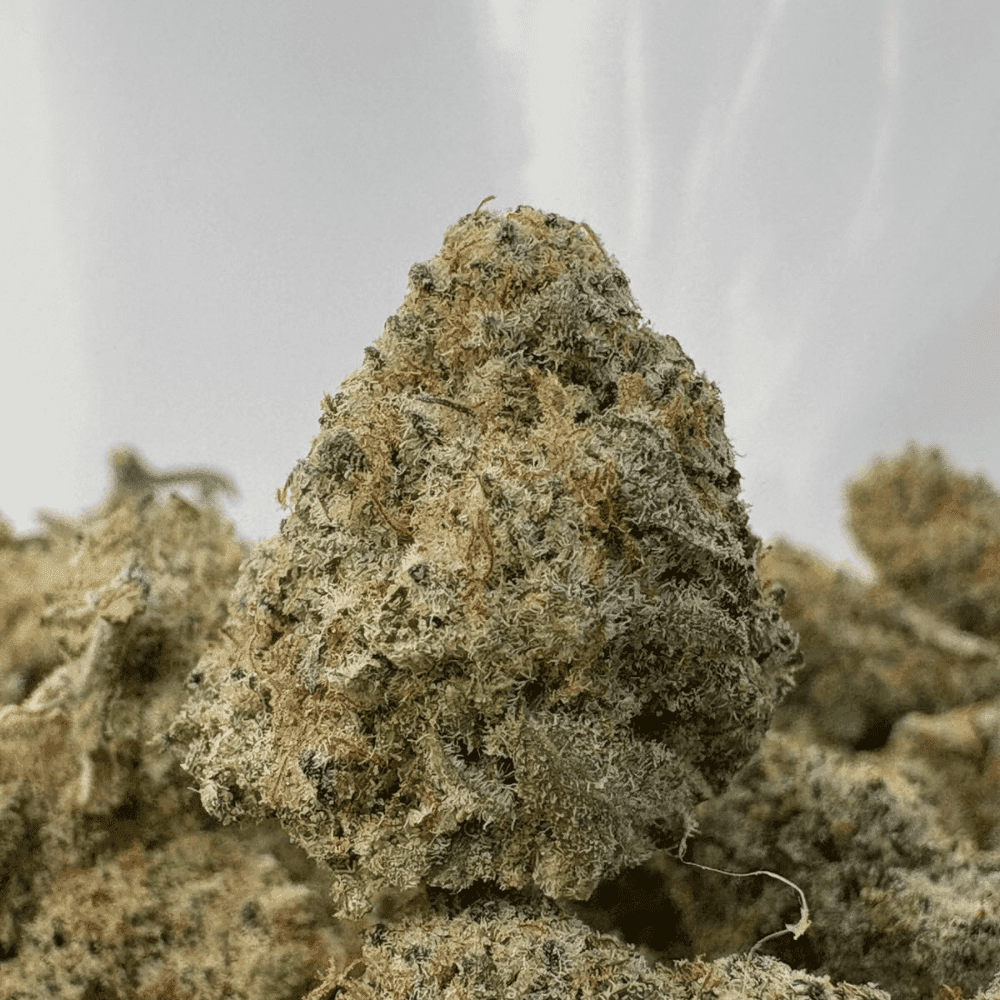 FUNKY MONKEY (SMALLS) (TRIP EXOTICS)