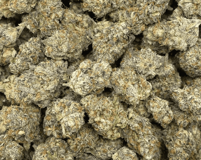 GOOEY GELATO LSO - QUAD EXOTICS - Image 3