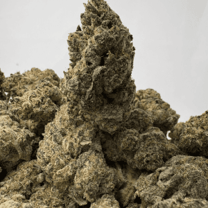 GUSHERS (BIGS) (TRIP EXOTICS)