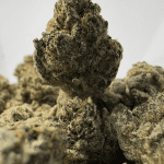 GUSHERS (SMALLS) (TRIP EXOTICS)