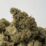 MASTER TUNA (BIGS) (TRIP GAS)