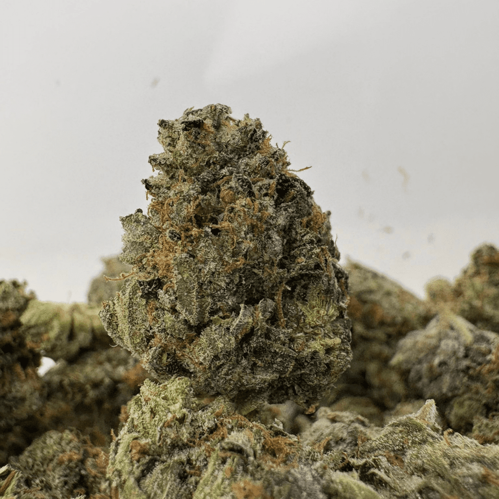 MASTER TUNA (SMALLS) (TRIP GAS)