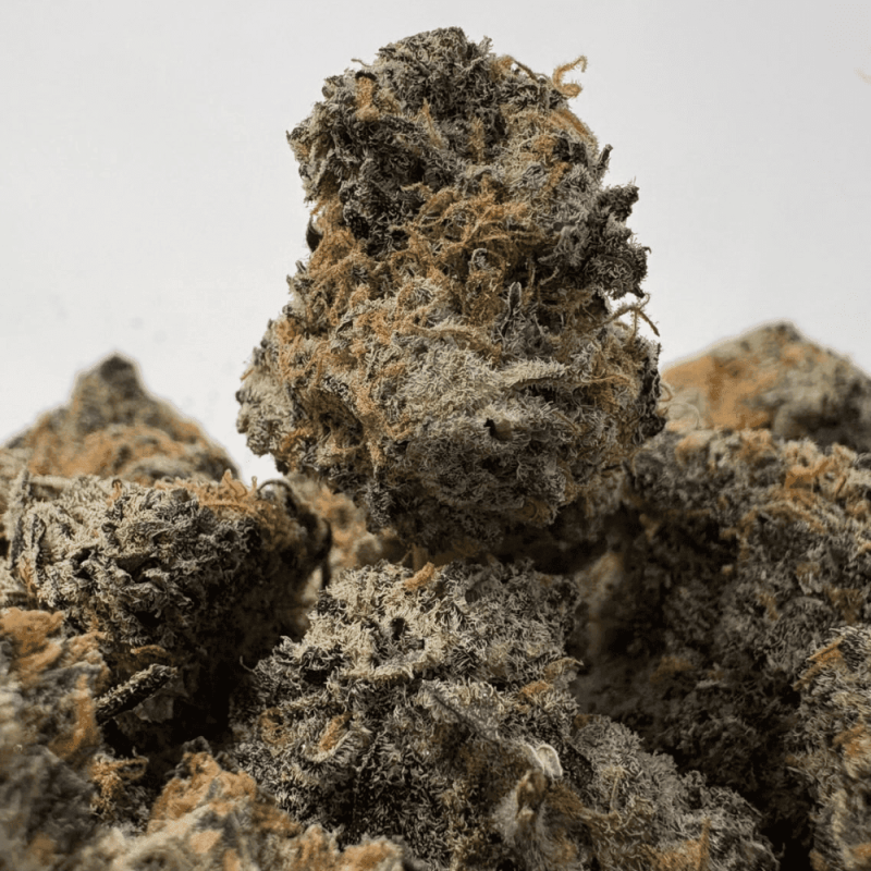 PEYOTE COOKIES (SMALLS) - TRIP EXOTICS