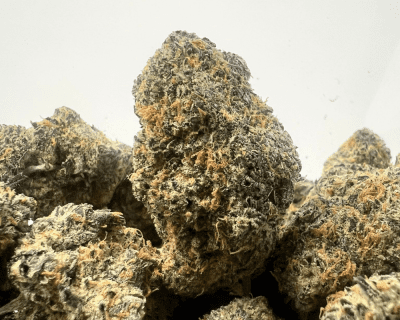 PEYOTE COOKIES (BIGS) (TRIP EXOTICS)