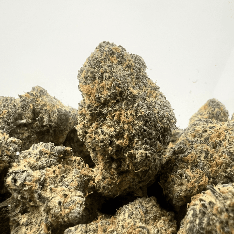 PEYOTE COOKIES (BIGS) (TRIP EXOTICS)