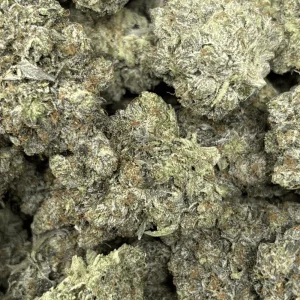 PINK FUGAZZI (BIGS) - QUAD GAS - Image 2