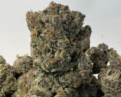 PRIMO PINK (BIGS) - QUAD GAS