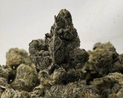 PRIMO PINK (SMALLS) - QUAD GAS