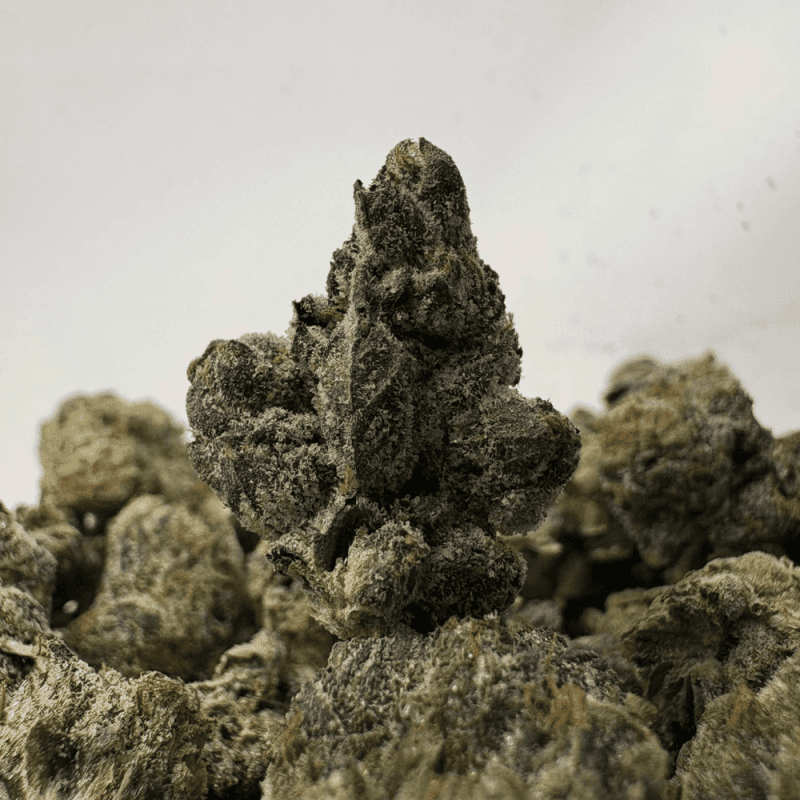 PRIMO PINK (SMALLS) - QUAD GAS