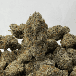 SHERBERT (BIGS) (TRIP EXOTICS)