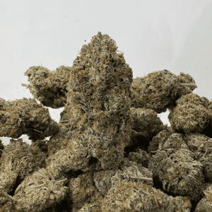 SHERBERT (BIGS) (TRIP EXOTICS)