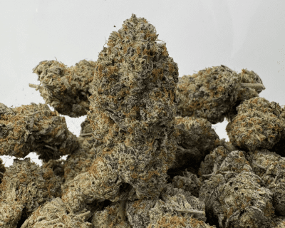 SHERBERT (BIGS) (TRIP EXOTICS)