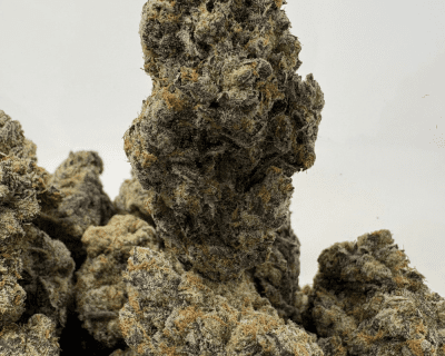 SNOWMAN (BIGS) (CRAFT EXOTICS)