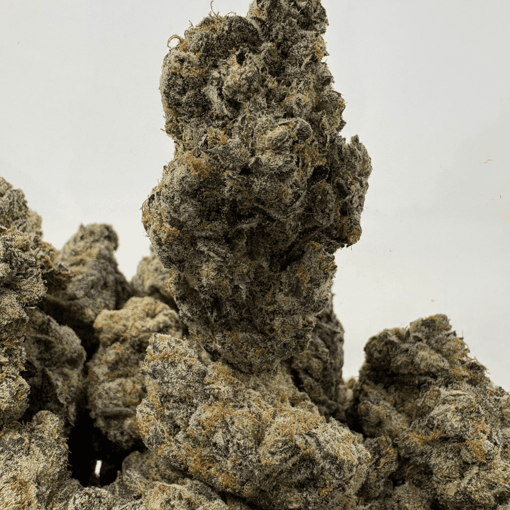 SNOWMAN (BIGS) (CRAFT EXOTICS)