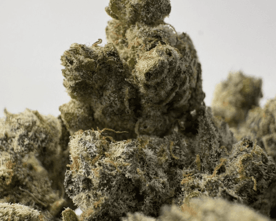 SNOWMAN (SMALLS) (CRAFT EXOTICS)