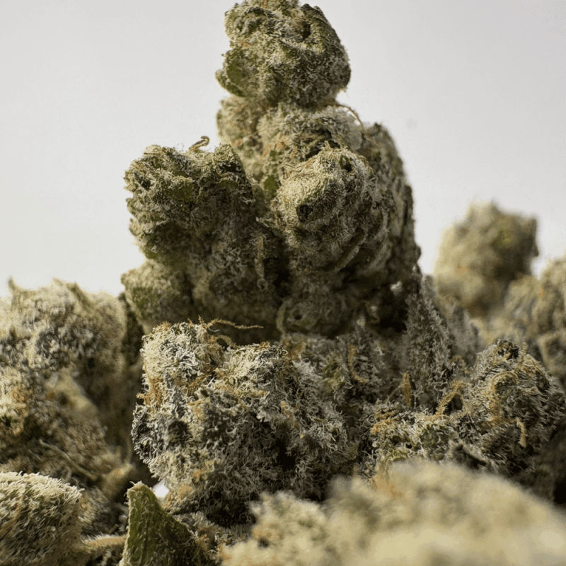 SNOWMAN (SMALLS) (CRAFT EXOTICS)