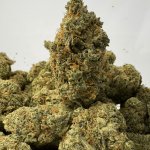 SUPER LEMON HAZE (BIGS) (SATIVA)