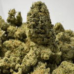 SUPER LEMON HAZE (SMALLS) (SATIVA)