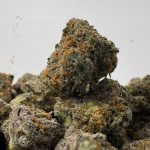 TROPICAL CHERRY PIE (SMALLS) (CRAFT EXOTICS)
