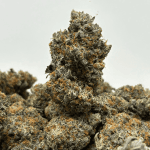 TROPICAL CHERRY PIE (BIGS) (CRAFT EXOTICS)