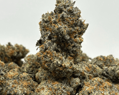 TROPICAL CHERRY PIE (BIGS) (CRAFT EXOTICS)