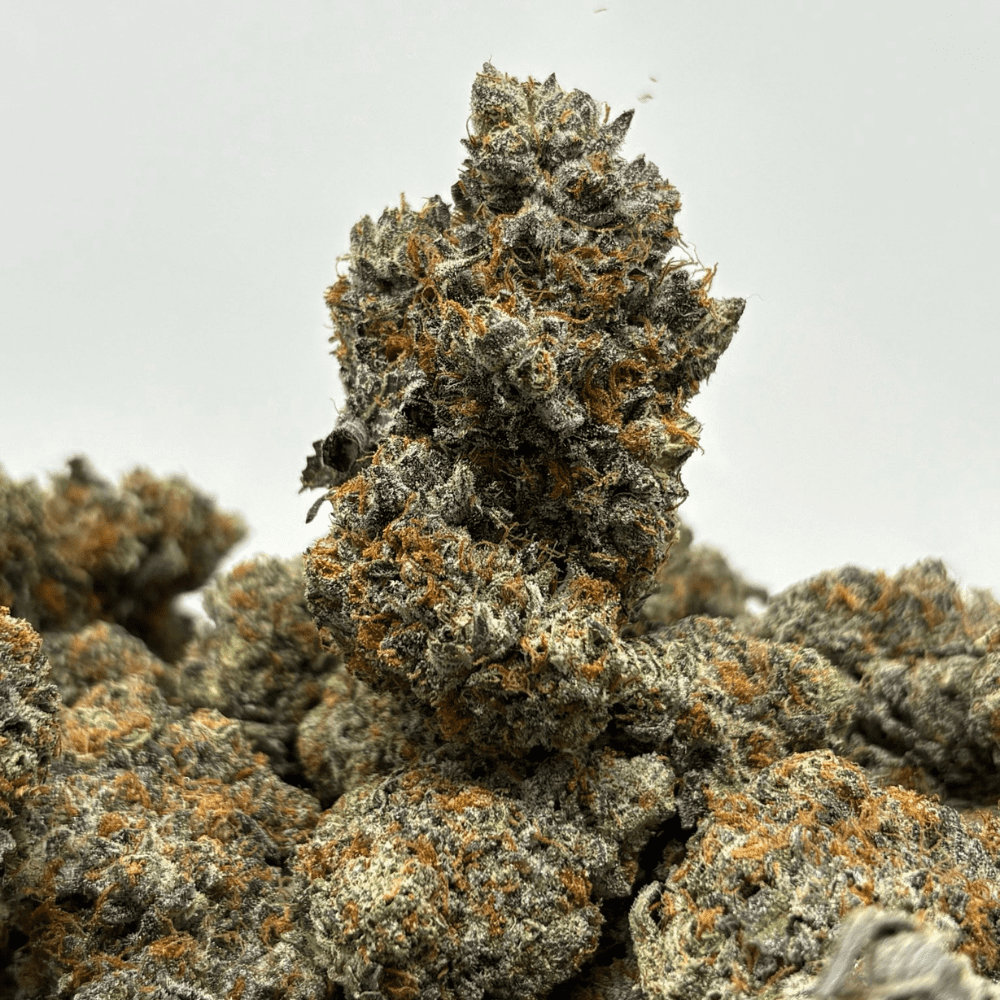 TROPICAL CHERRY PIE (BIGS) (CRAFT EXOTICS) TROPICAL CHERRY PIE (BIGS) (CRAFT EXOTICS)