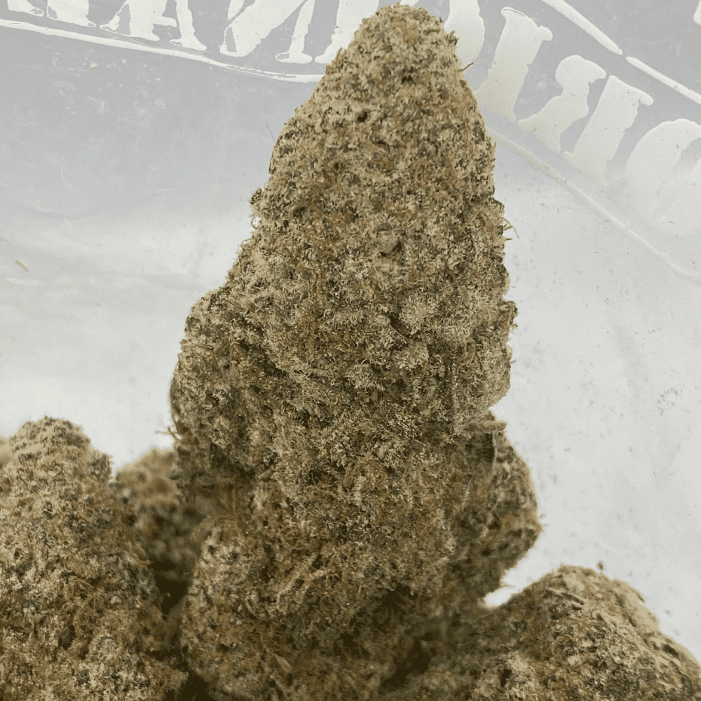 TROPICANA (EXOTIC) TROPICANA (EXOTIC)