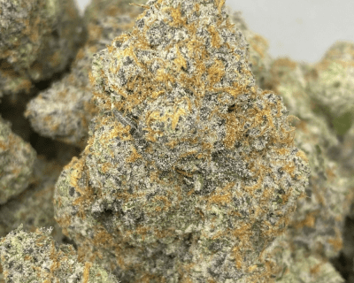 WHITE RHINO (EXOTIC)
