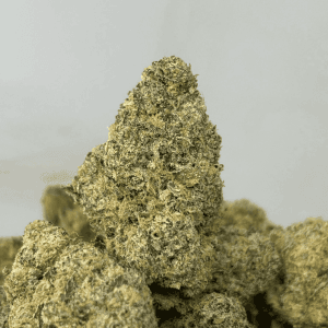 ZANGRIA (BIGS) (TRIP EXOTICS)