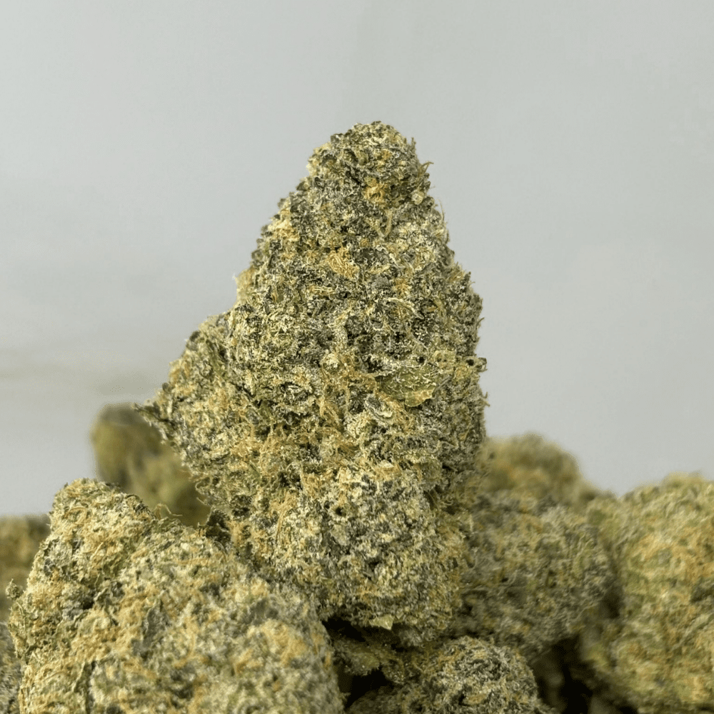 ZANGRIA (BIGS) (TRIP EXOTICS) ZANGRIA (BIGS) (TRIP EXOTICS)